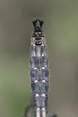 Somatochlora sahlbergi