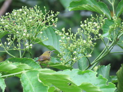 Aethopyga temminckii