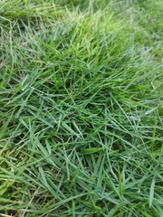 Zoysia matrella