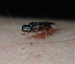 Merosargus caeruleifrons