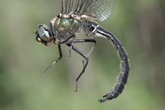 Somatochlora sahlbergi