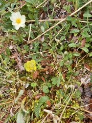 Chrysosplenium wrightii saxatile