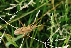 Miridius quadrivirgatus