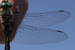 Somatochlora sahlbergi