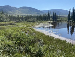 Somatochlora sahlbergi