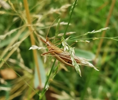 Miridius quadrivirgatus