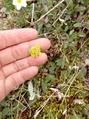 Chrysosplenium wrightii saxatile