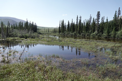 Somatochlora sahlbergi