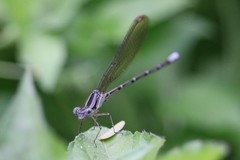 Argia rhoadsi