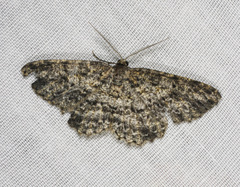 Thallogama nigraria