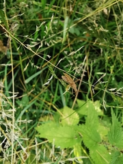 Miridius quadrivirgatus