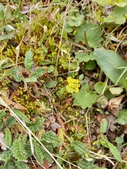 Chrysosplenium wrightii saxatile