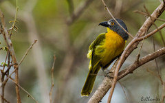 Malaconotus blanchoti