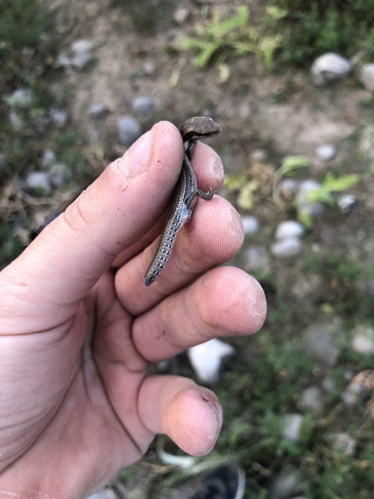 Darvaz Mountains Snake-eyed Skink