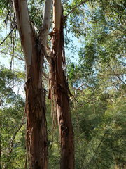 Eucalyptus piperita