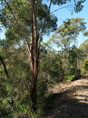 Eucalyptus piperita