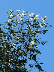 Eucalyptus piperita