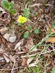 Chrysosplenium wrightii saxatile