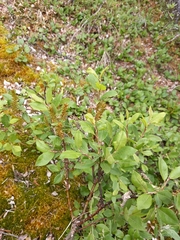 Salix hastata