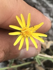 Heterotheca cinerascens