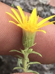 Heterotheca cinerascens