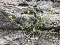 Heterotheca cinerascens