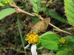 Callimormus saturnus