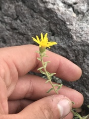 Heterotheca cinerascens