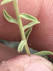 Heterotheca cinerascens