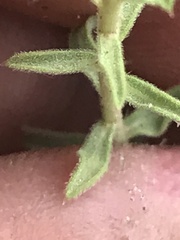 Heterotheca cinerascens