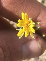 Heterotheca cinerascens