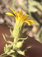 Heterotheca cinerascens