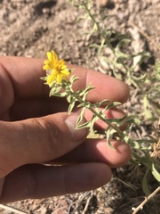 Heterotheca cinerascens