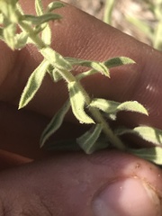 Heterotheca cinerascens