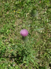 Cirsium vulgare vulgare