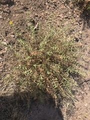 Heterotheca cinerascens