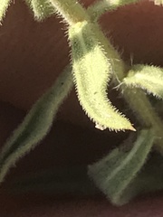 Heterotheca cinerascens