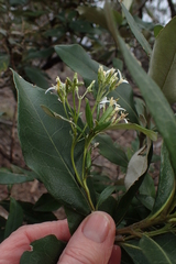 Olearia viscosa