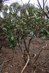 Olearia viscosa