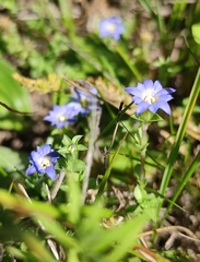 Gentiana squarrosa