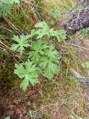 Aconitum umbrosum