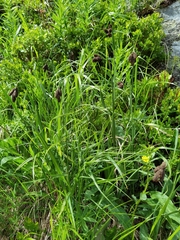 Carex aterrima