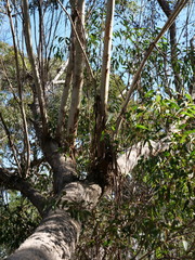 Eucalyptus piperita