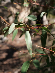 Eucalyptus piperita