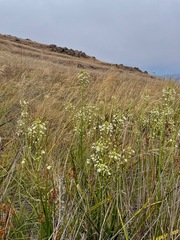 Toxicoscordion fontanum