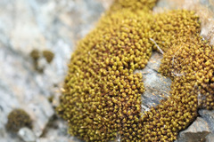 Ptychomitrium polyphyllum