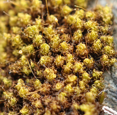 Ptychomitrium polyphyllum