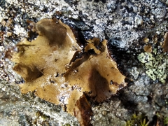 Umbilicaria hirsuta