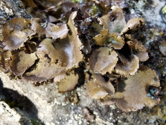 Umbilicaria hirsuta