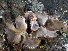 Umbilicaria hirsuta